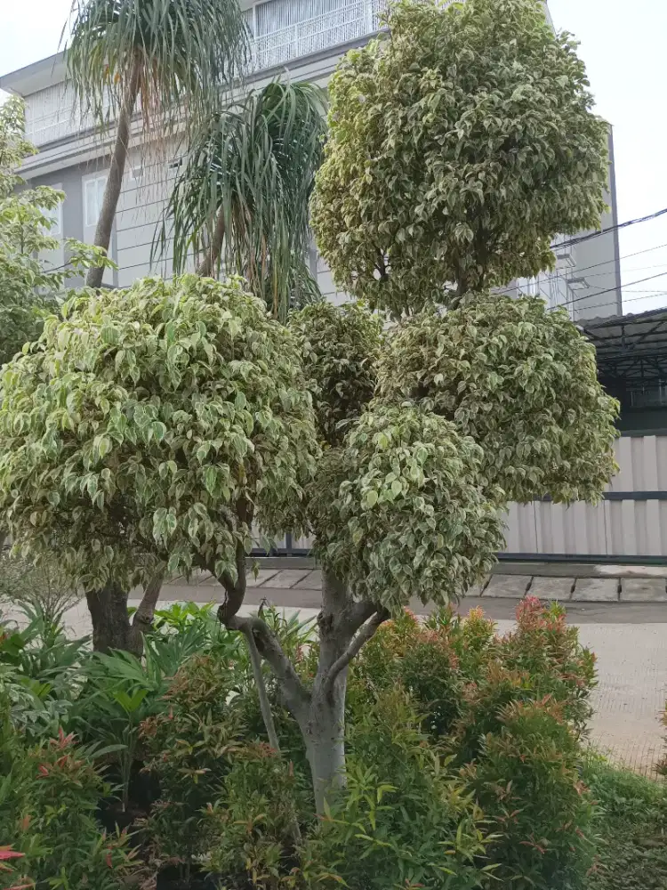 Bonsai beringin putih (bayar ditempat)