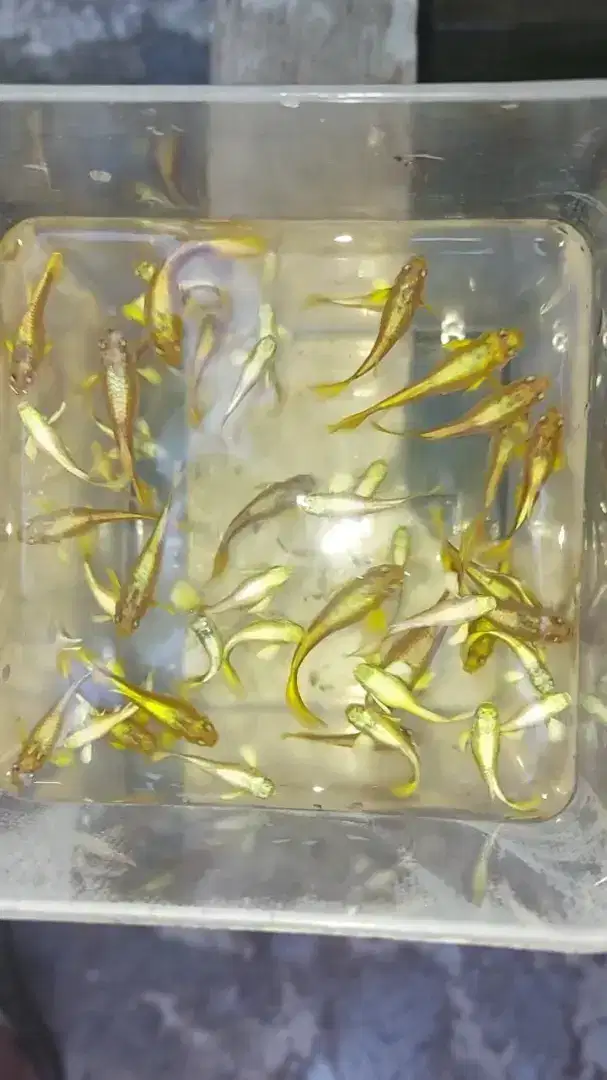 Guppy Full Gold