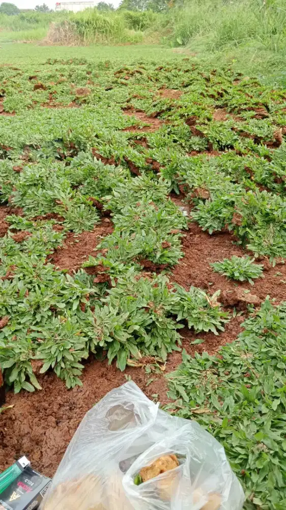 Rumput gajah mini super hrg 1mtr persegi