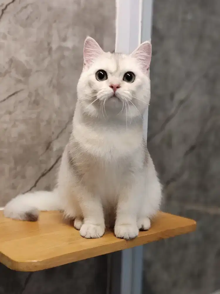 Grooming kucing panggilan.