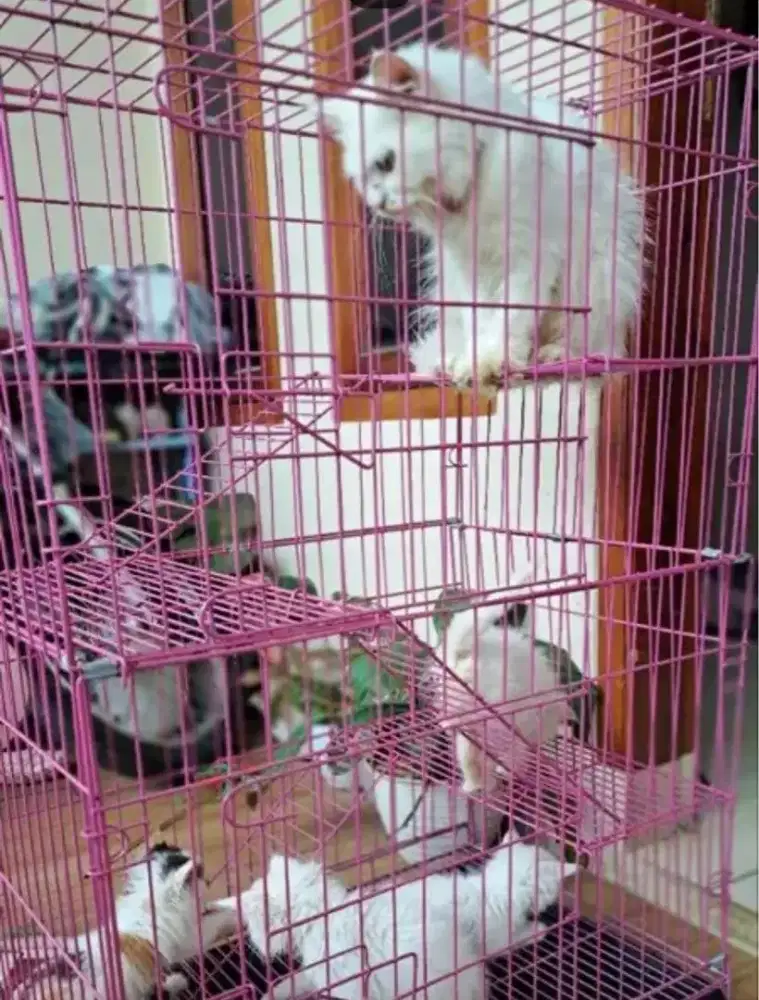 Kandang kucing murah 3 tingkat