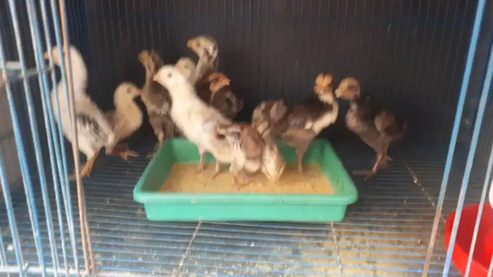 Ayam Bangkok Mangon (1 Minggu)