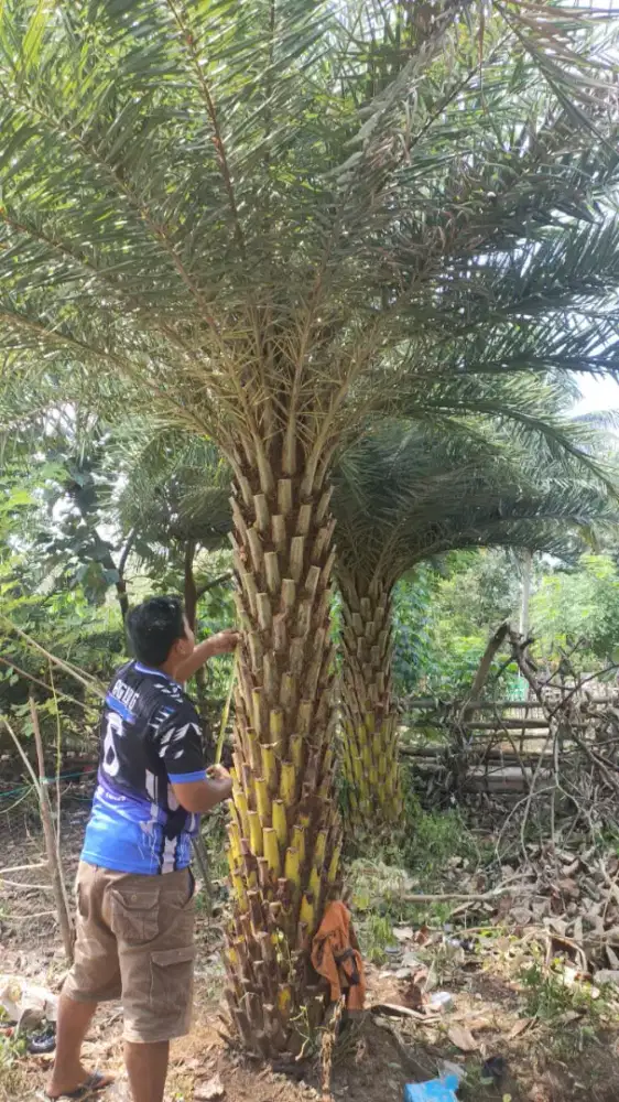 Pohon kenari silvertrees