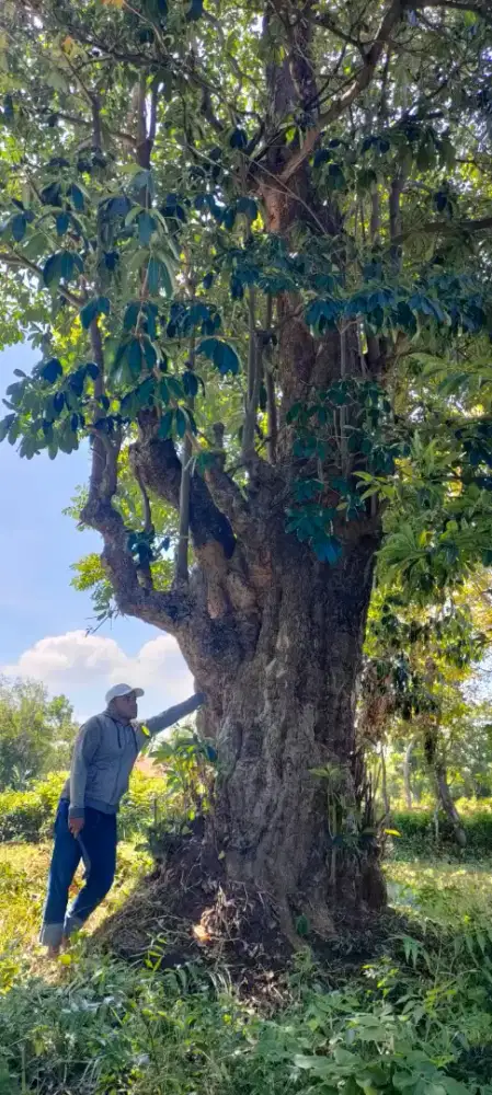Pohon pelindung berbagai macam