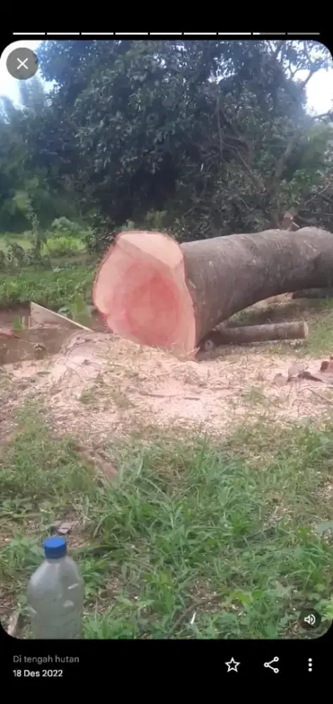 JASA TEBANG POHON, PEMBERSIHAN LAHAN DEPOK , JAKARTA & SEKITARNYA.