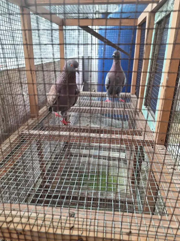 Dijual borongan 2 Burung Merpati Murmer ajah!!!