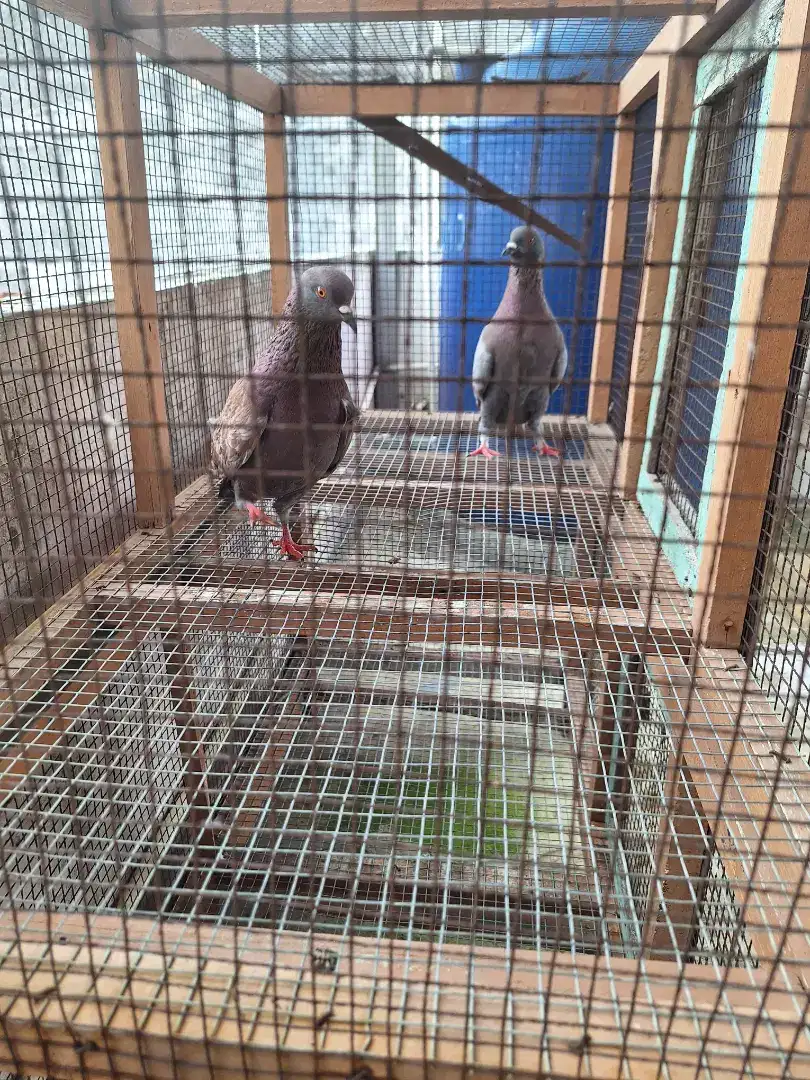 Dijual borongan 3 Burung Merpati Murmer ajah!!!