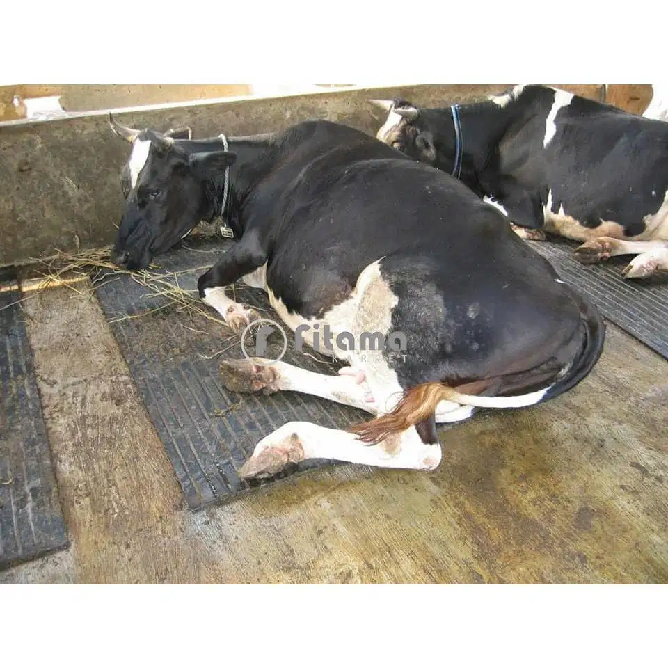Karpet Karet Kandang Sapi TEBAL 12mm / Cow Mat (Grade B)