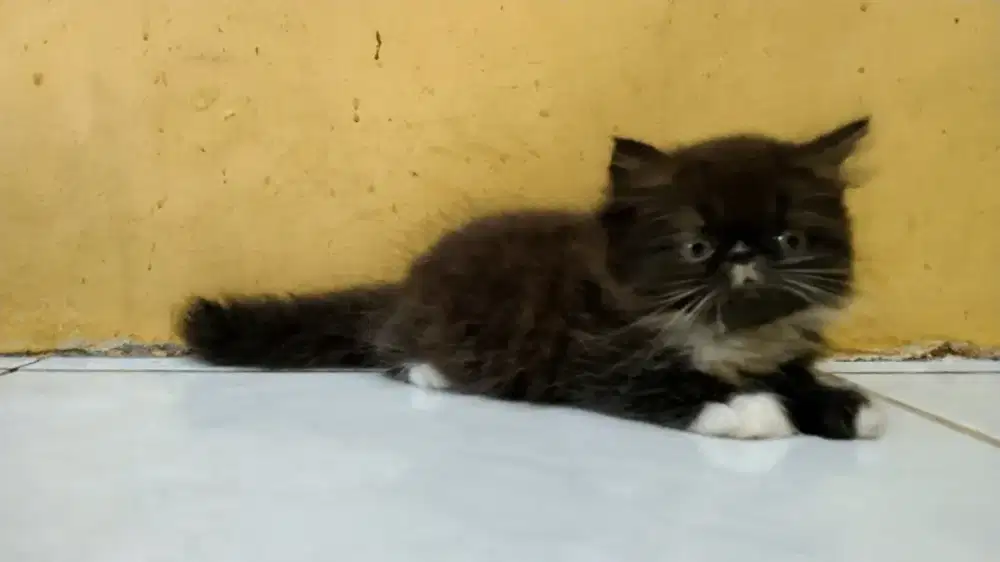 Kitten Persia Peaknose Betina Black White