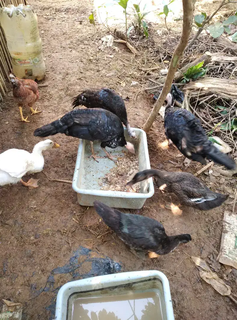 Ayam Kalkun sehat