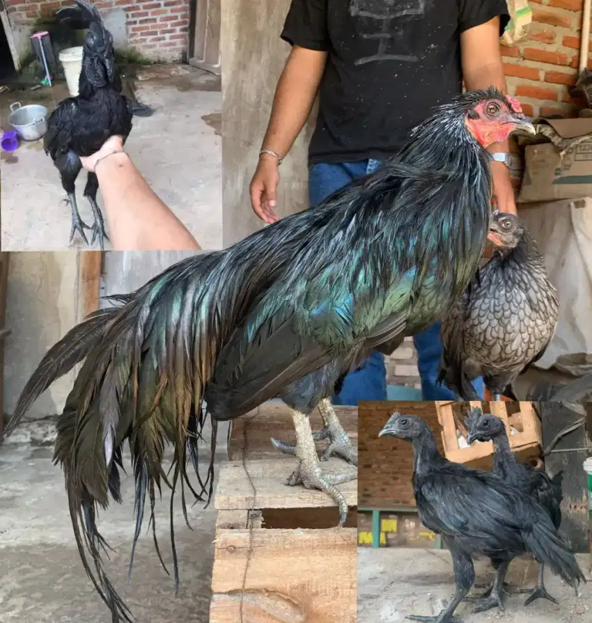 Ayam black sumatra sepasang