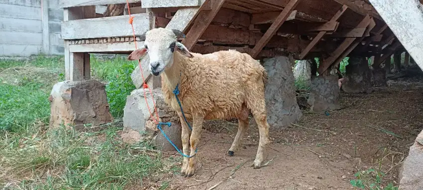 Domba jantan untuk kurban