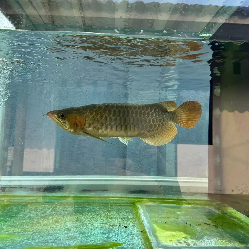 Arwana arowana super red 45 cm sertifikat