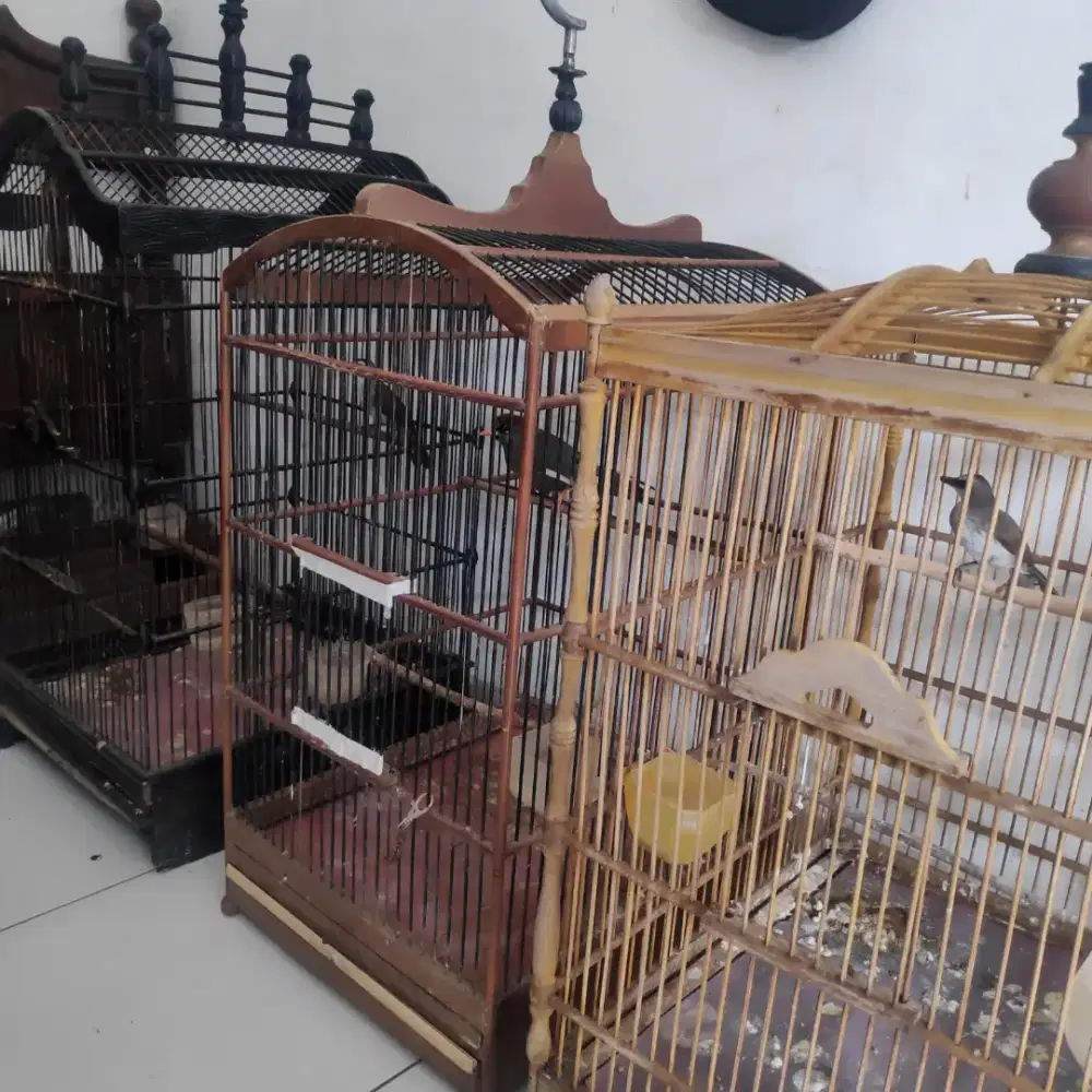 Burung poksay mandarin 1+ 3 sangkar