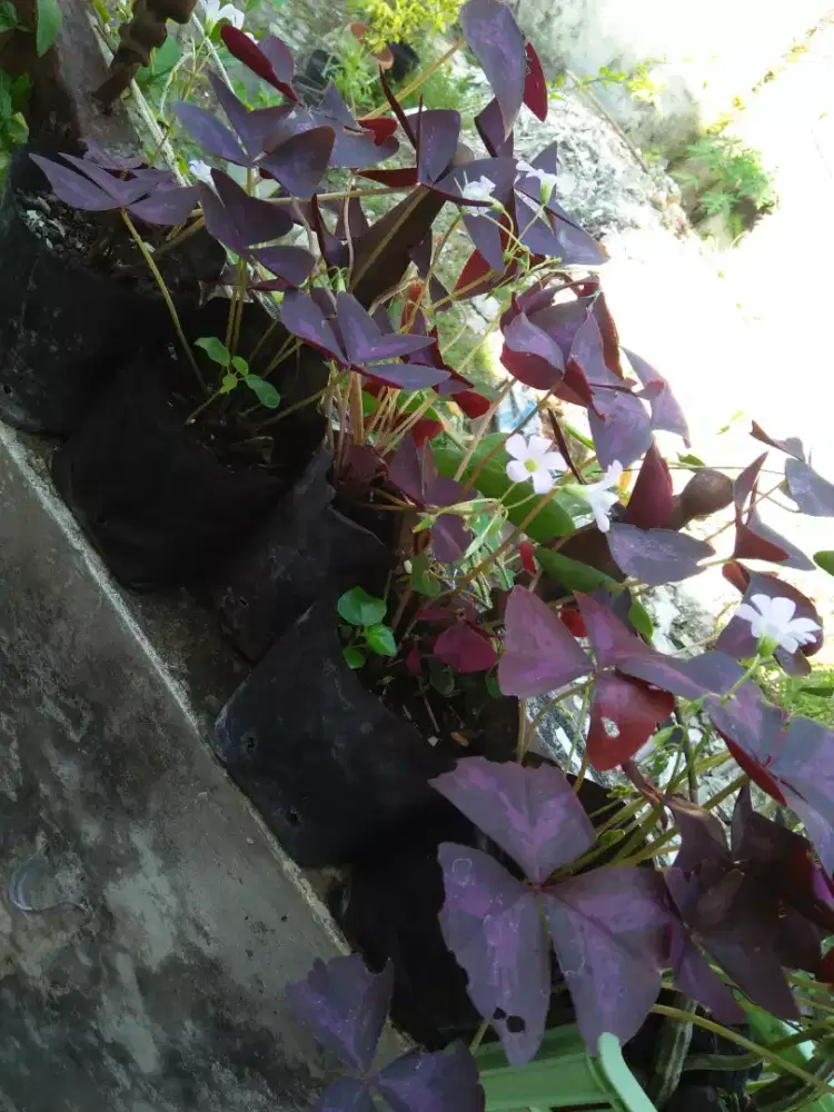 Bibit tanaman kupu-kupu ungu