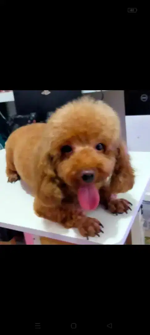 Poodle jantan mini ASLI