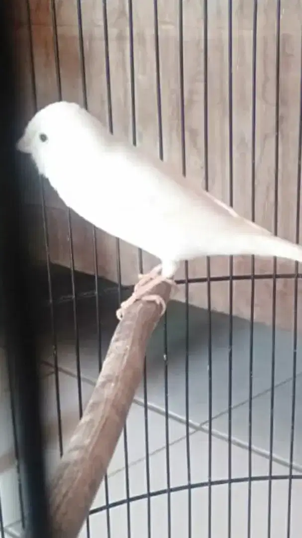 Kenari Loper Putih Fullset..
