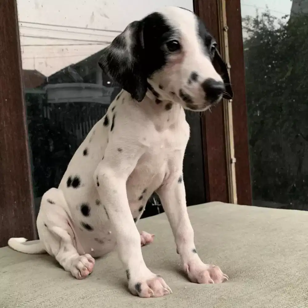 Di JuaL Anjing DaLmatian 101