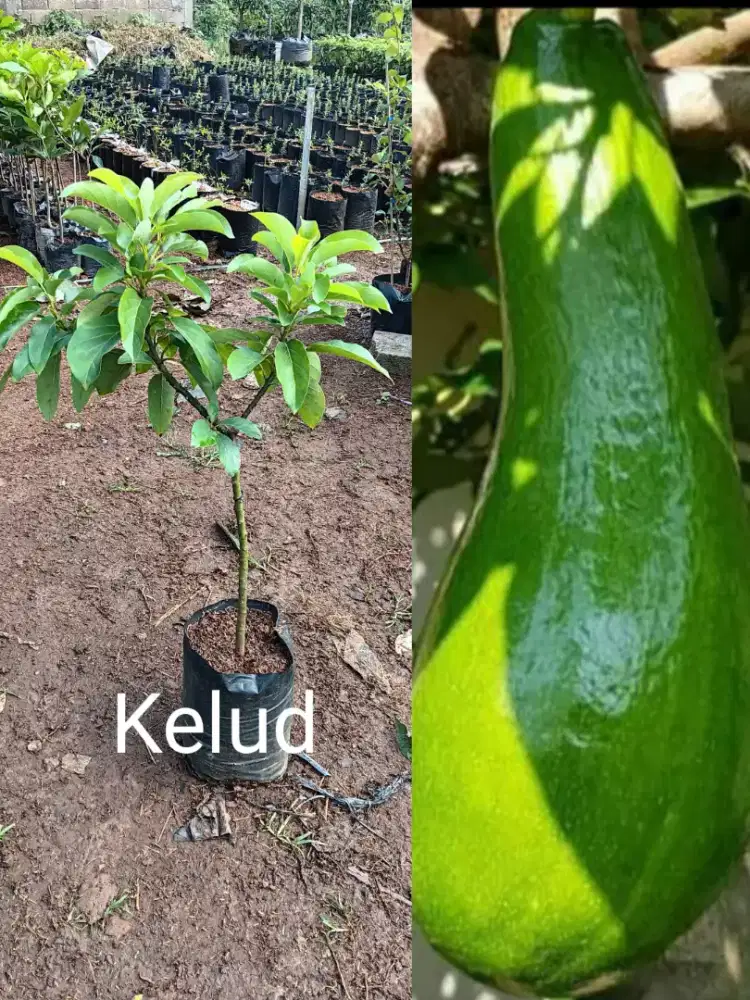 Bibit Alpukat Kelud