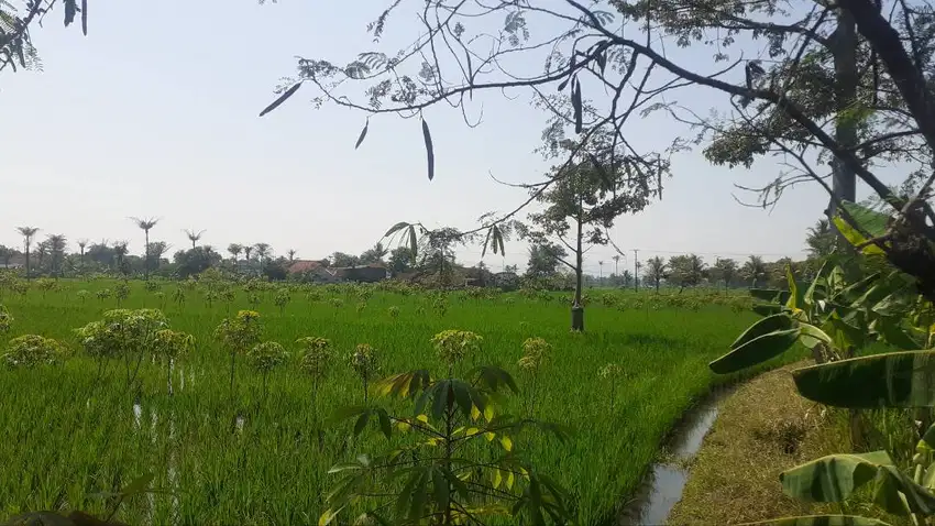 JUAL SAWAH & KEBUN Lokasi super strateg cocok untuk investasiis