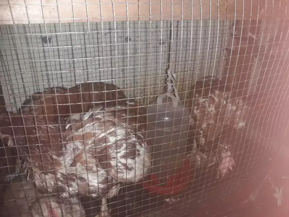 Ayam bertelur berwarna coklat