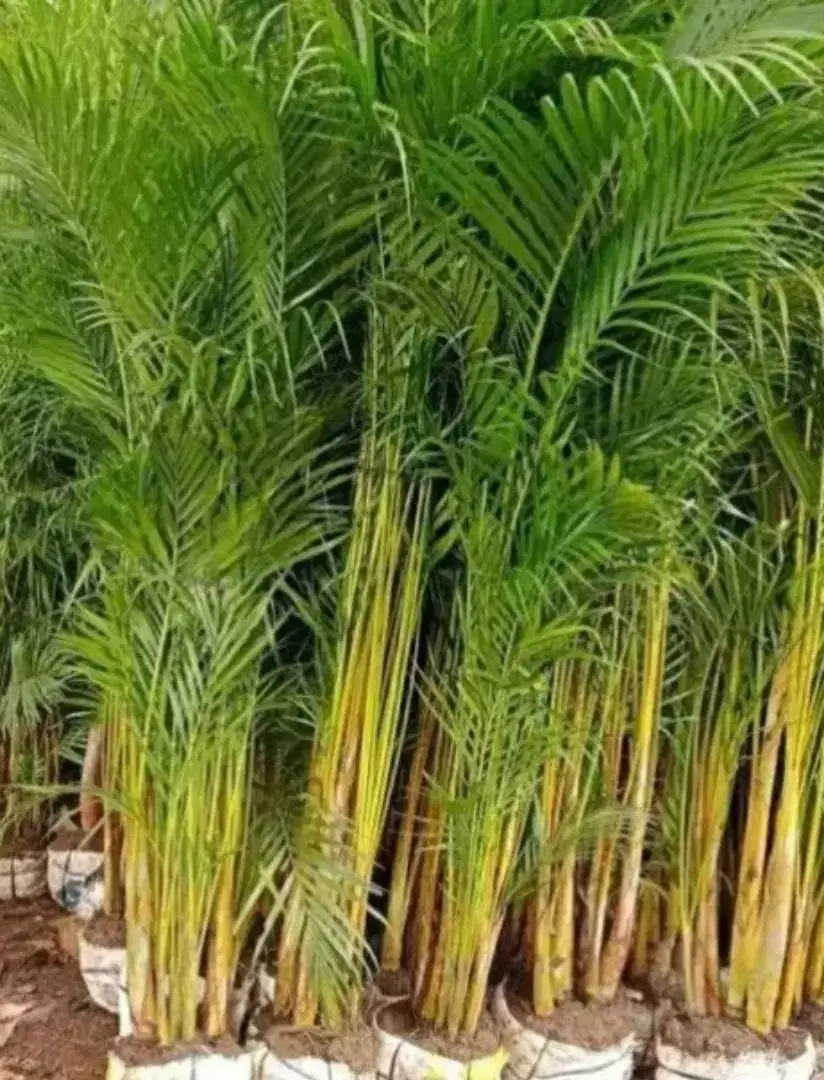 Pohon palem kuning tinggi 2meter