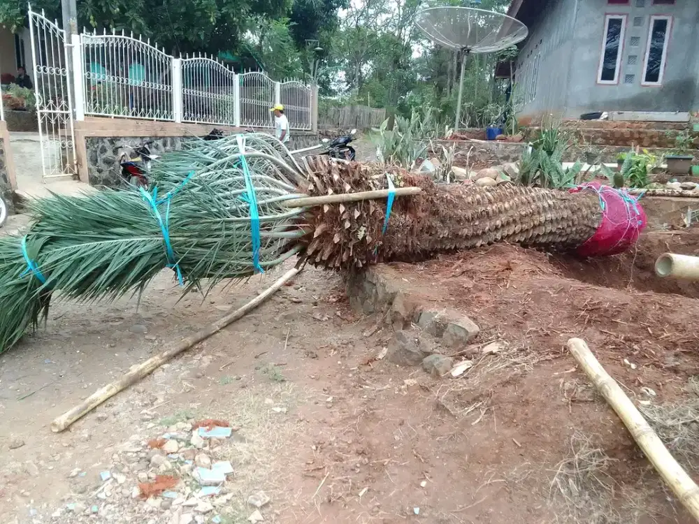 Ready palem kenari thaiwan