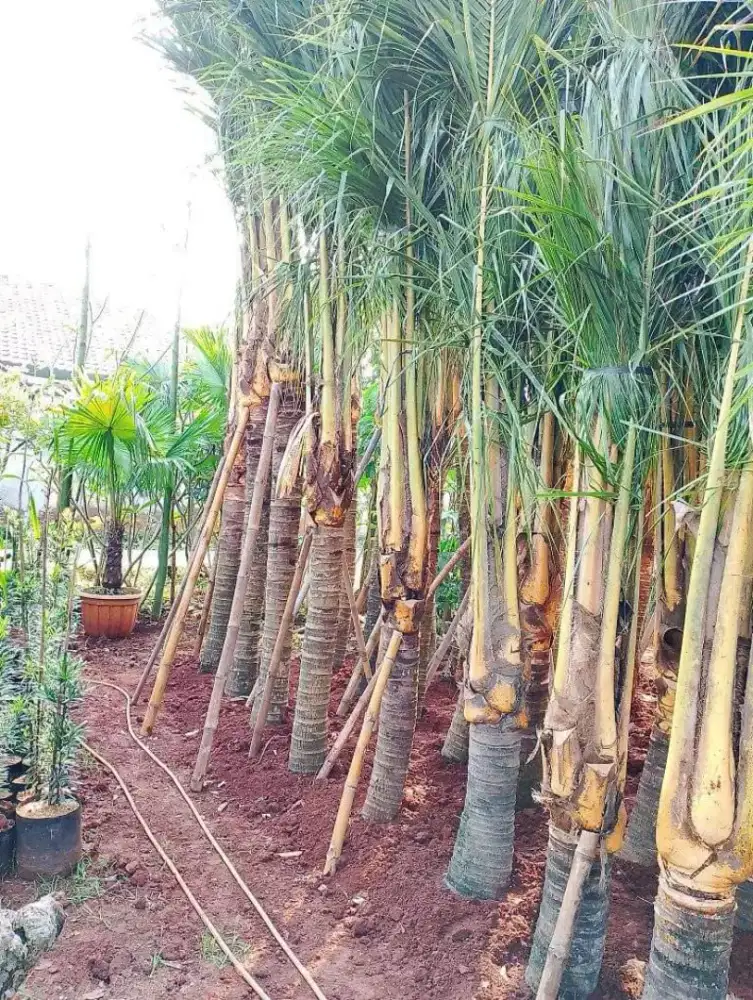 Ready pohon kelapa kuning/hias