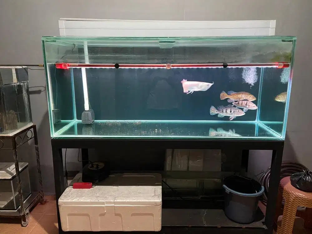 Aquarium 1,5m x 60cm tebal kaca 12mm keliling