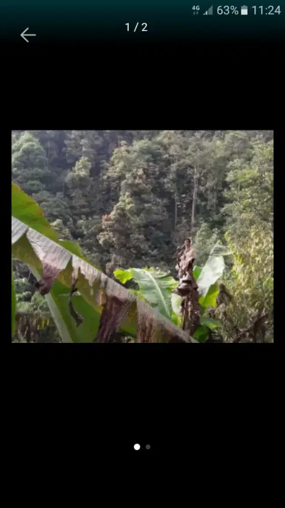 Tanah perkebunan ada rimba campur -/+ 200 pohon