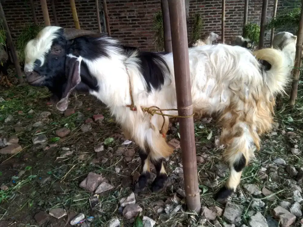 Kambing Qurban dan Aqiqah pilihan bunda/ayah