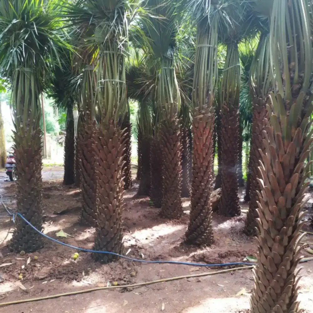 Ready pohon palem moreli