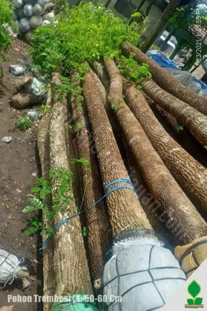 Ready pohon trembesi