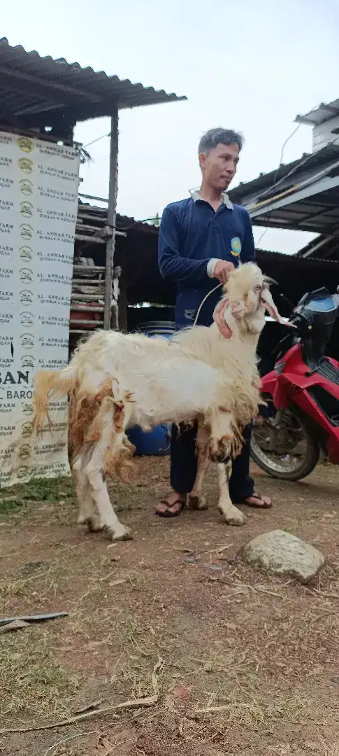 kambing kurban best seller best price