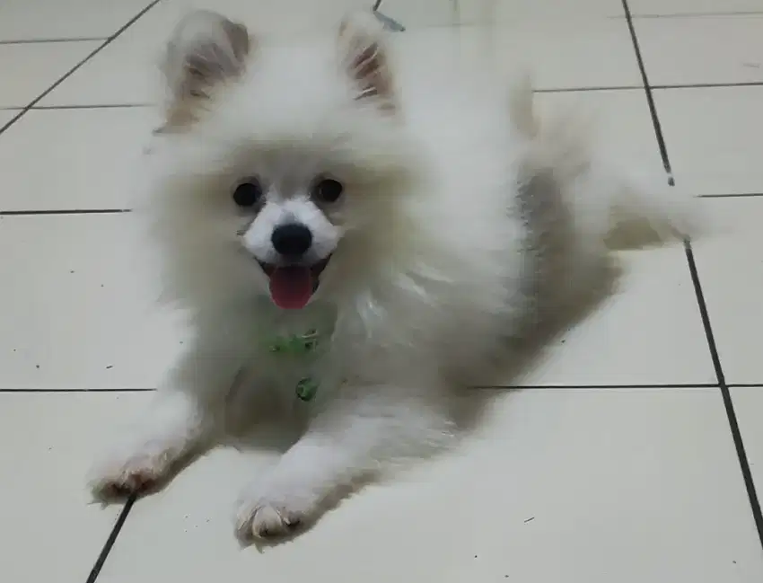 DIJUAL MURAH ANJING 3 MINI POM LUCU2 SEHAT & LINCAH