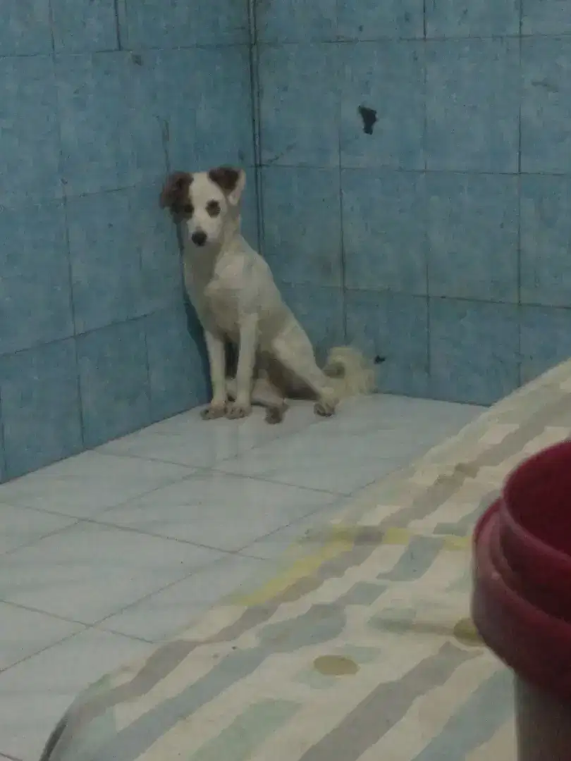 Dicari adopter yang penyayang dan sabar untuk merawat. FREE!!!