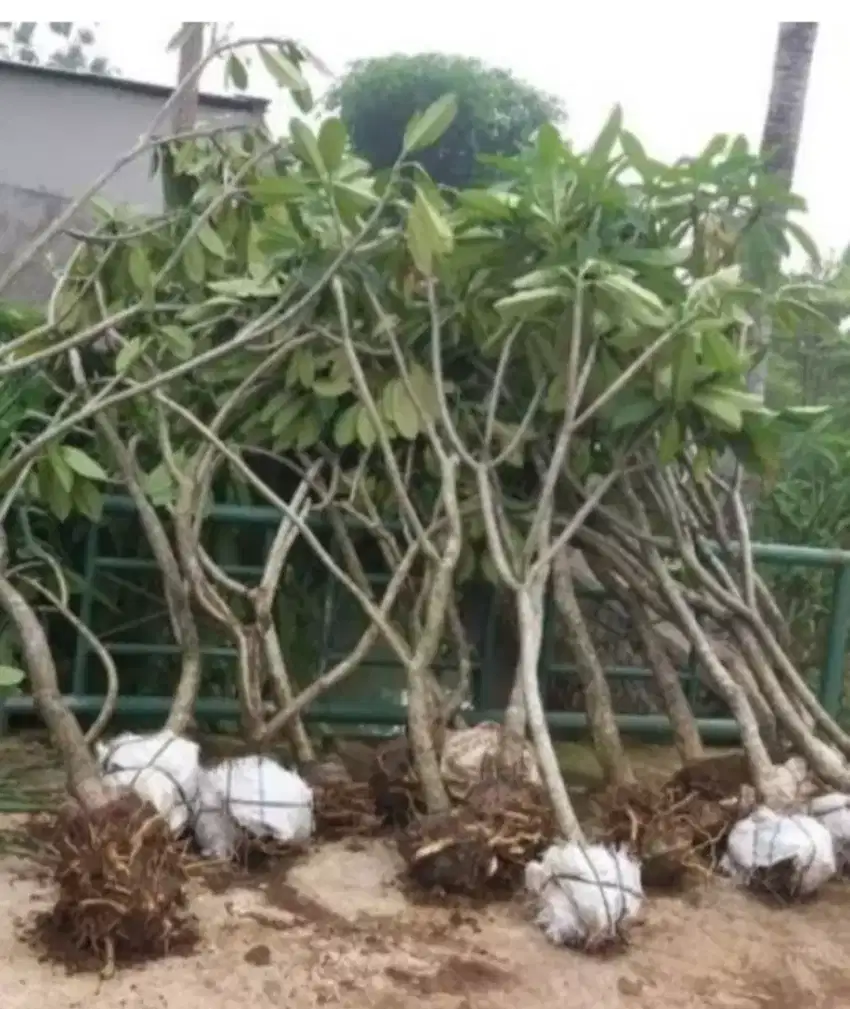 Pohon Kamboja tinggi 2/3 meter