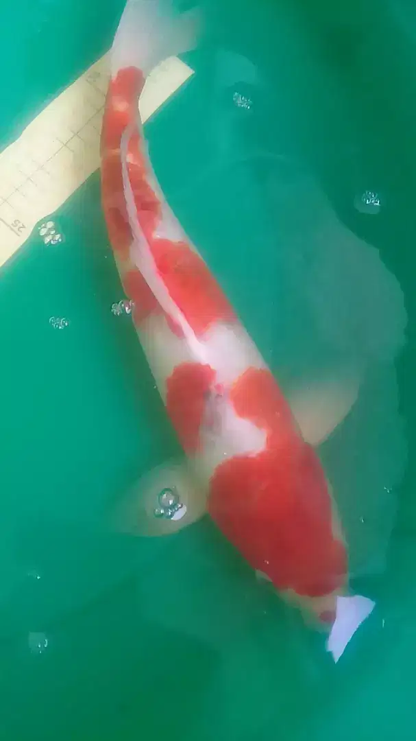 Ikan koi Ai Goromo 41cm import