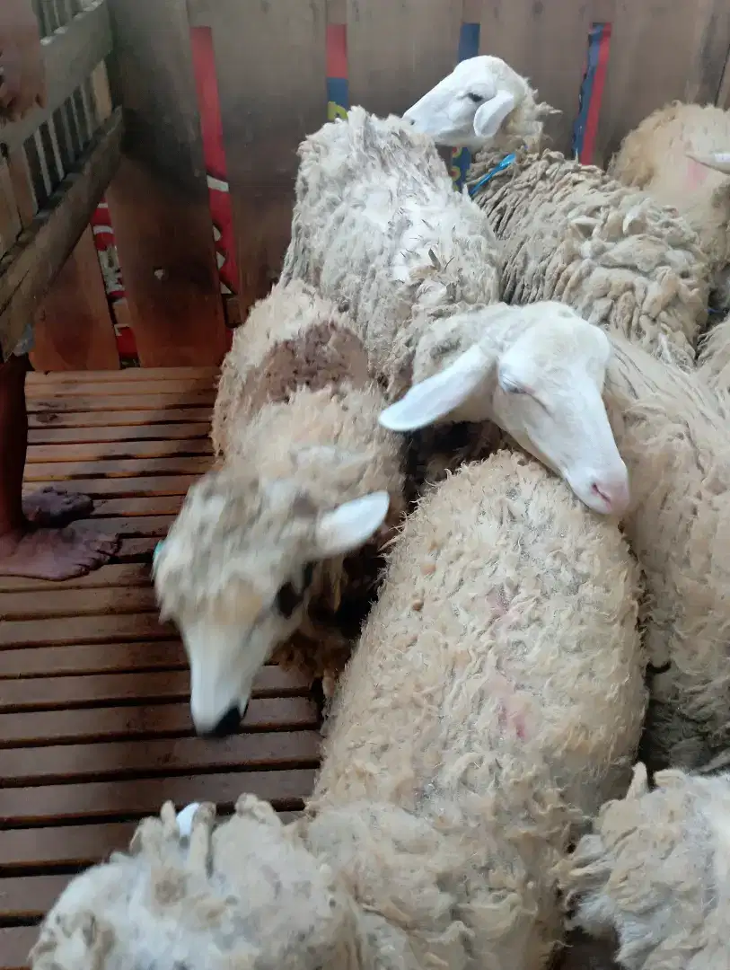 Sedia Kambing Qurban dan Aqiqah