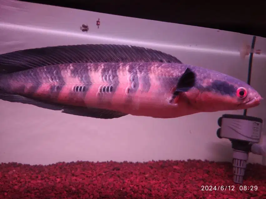 Chana red barito 40cm