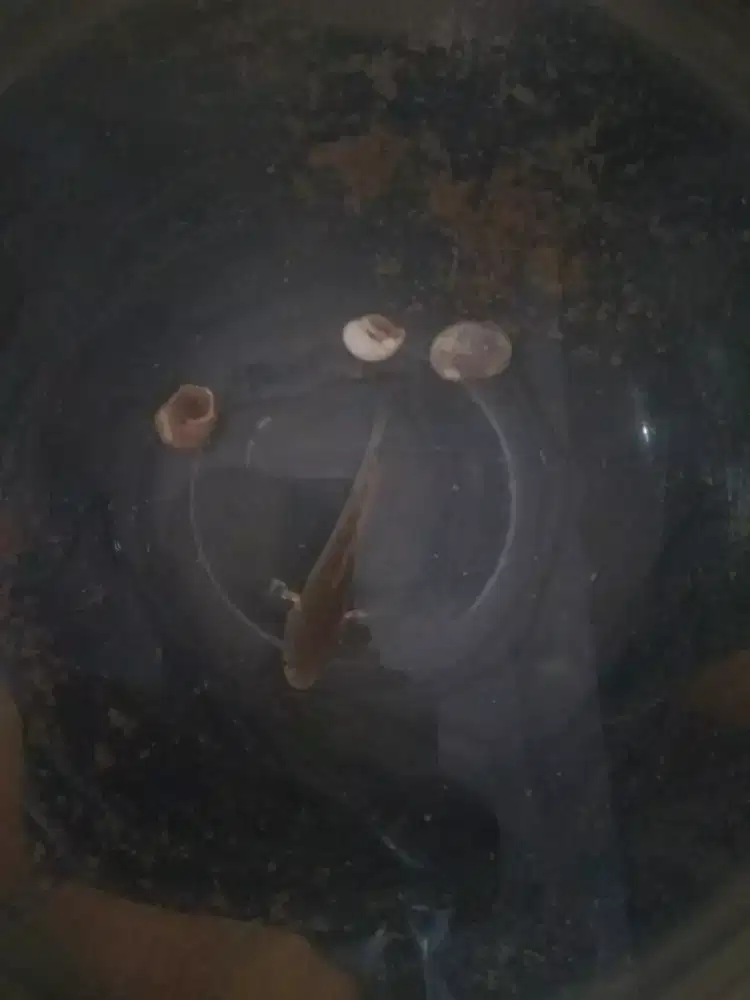 Akuarium Ukuran Besar, Bulat Diameter Sktr 35 cm & Ikan Chana 12cm.