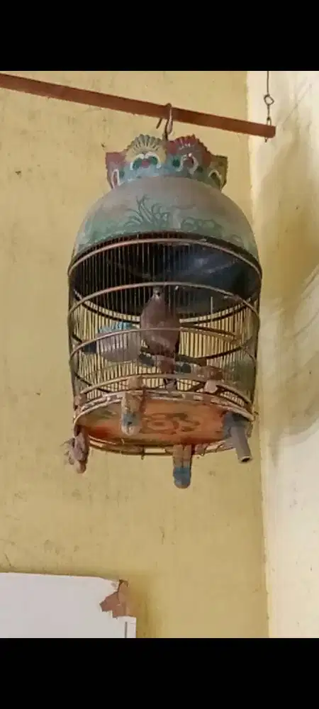 Derkuku jantan asli alam bodi big harian aktif