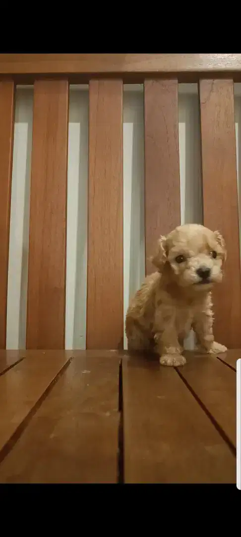 Jual Toy Poodle Jantan Belum Stambum