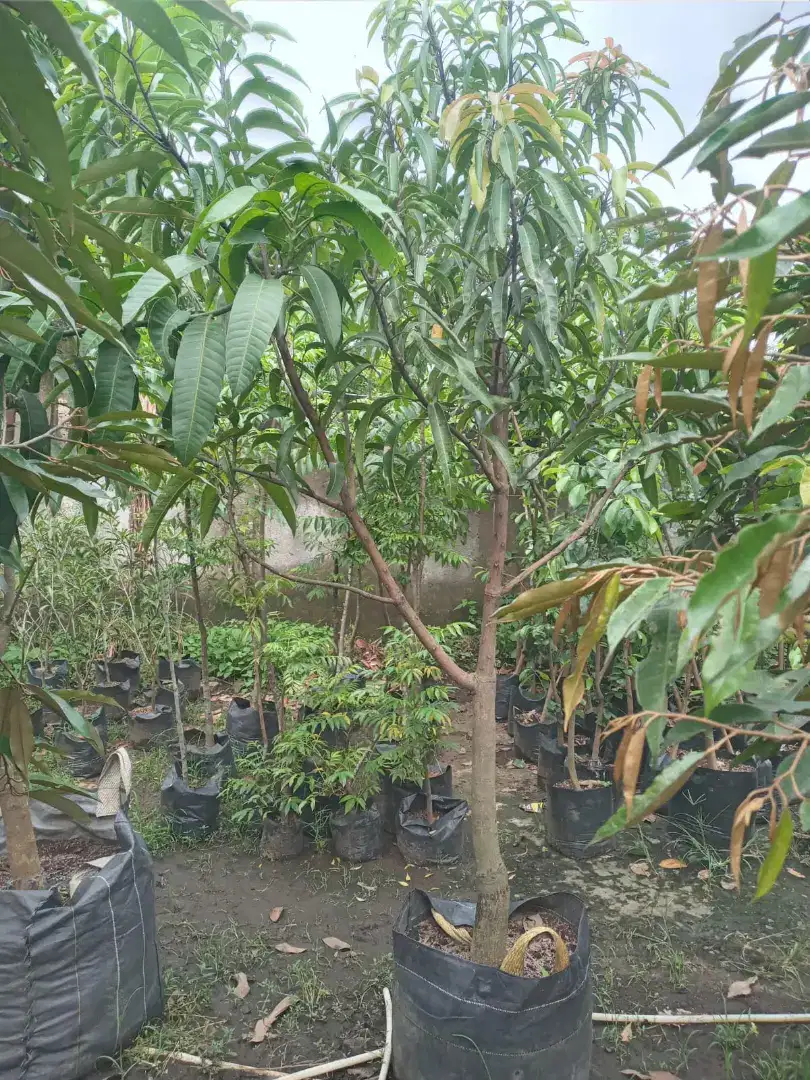 Pohon mangga Irwin hasil okulasi