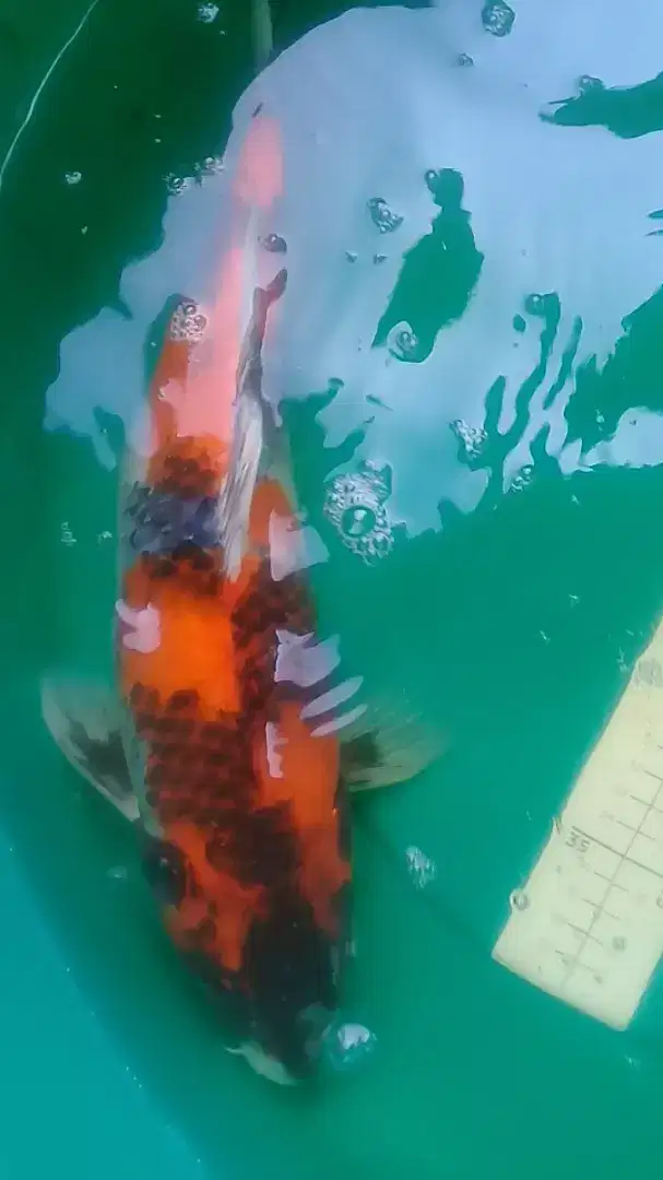 Ikan koi Kage Showa pola bagus HQ 43cm