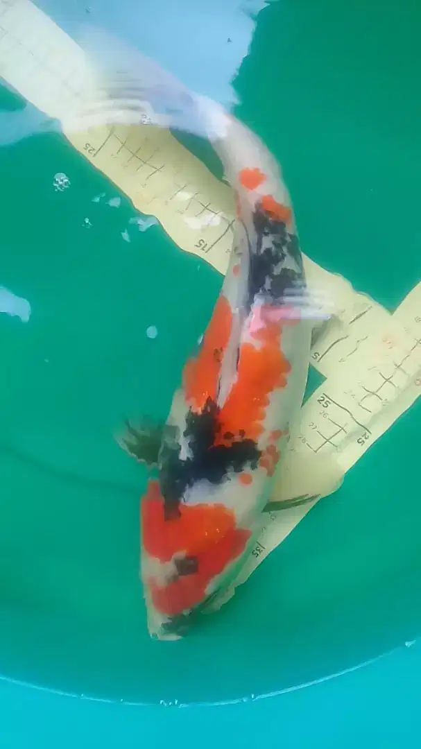 Ikan koi showa kanoko ukuran 41cm bagus