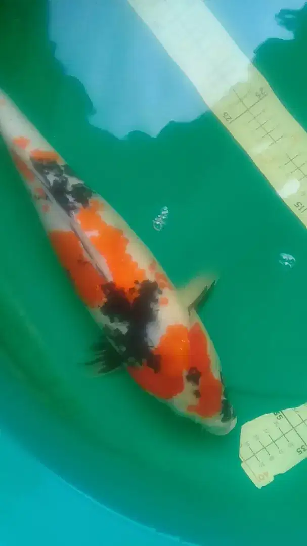 Ikan koi Showa kanoko uk 41cm bagus HQ