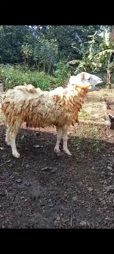 Kambing/Domba jantan untuk kurban