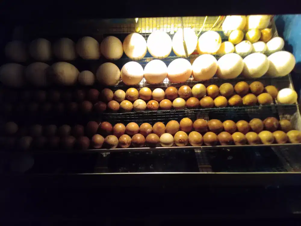 Penetasan telur ayam
