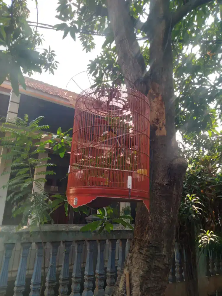 Murai medan asli hutan